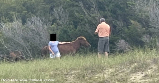 Woman Kicked By Wild Horse On Shackleford Banks After Getting Too Close