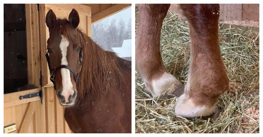 Woman Rescues Crippled Horse From Kill Pen And Writes Scathing Post To Previous Owner