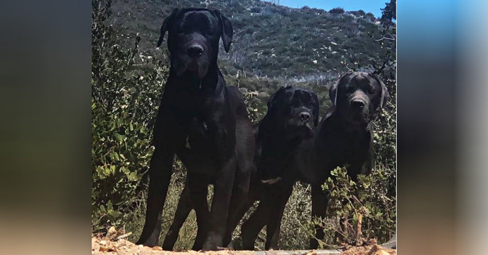 Woman Spends Weeks Earning Trust of Three Abandoned Dogs On Mountain In Order To Rescue Them