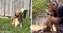 Split image of a tan dog resting in grass outdoors and the same dog being hugged by a woman in a yard.