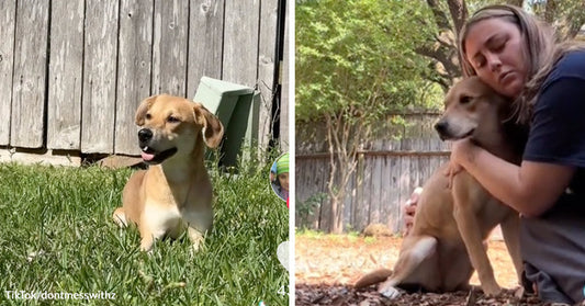 Split image of a tan dog resting in grass outdoors and the same dog being hugged by a woman in a yard.