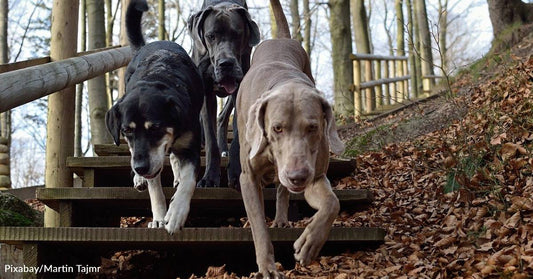 Woman Heads To Shelter To Save Dog On Death Row, But Ends Up Rescuing Three Dogs