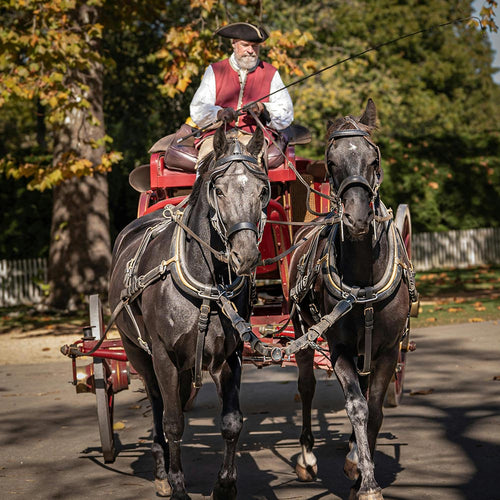 Protect Horses Before Another Deadly Collapse in the Street