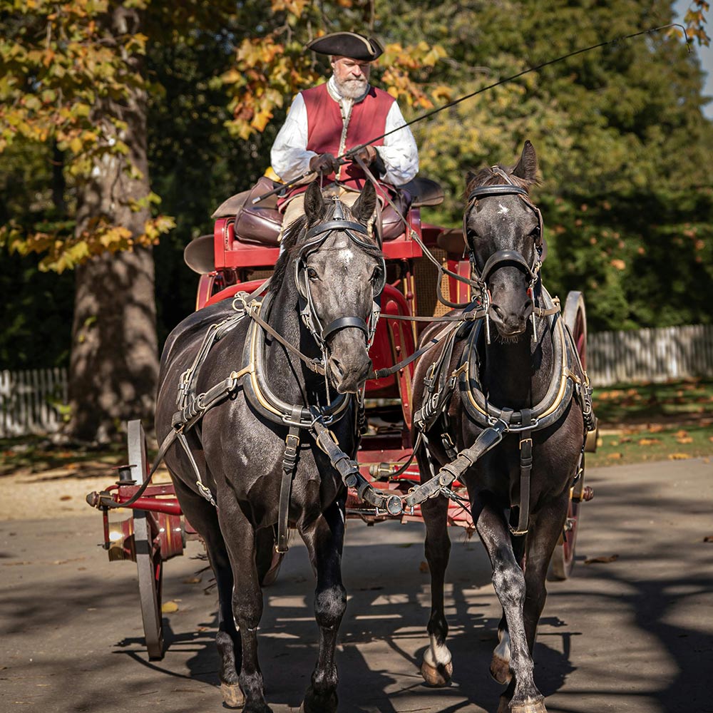 Protect Horses Before Another Deadly Collapse in the Street