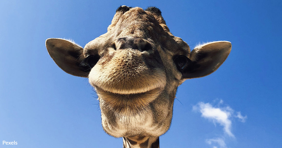 Celebrate World Giraffe Day and Help Save the Tallest Animal on Earth