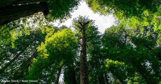 This World Conservation Day, Learn About the Benefits of Conserving Forests and How You Can Help