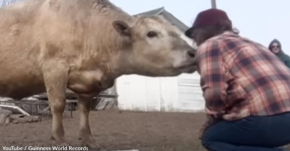 Ghost the Cow Broke the World Record for Tricks in 1 Minute