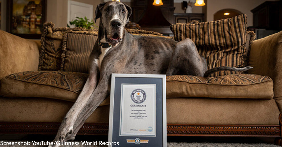 World's Tallest Dog, Zeus, Dies At Age 3