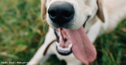 Just Months After an English Setter's Tongue Was Deemed the World's Longest, He's Been Dethroned