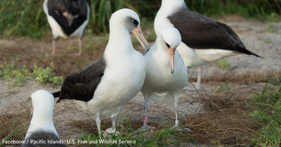 World's Oldest Wild Bird Has a New Hatchling