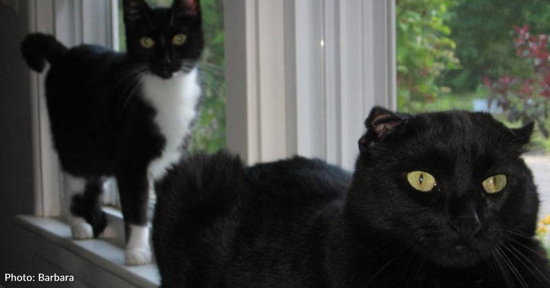 Woman Names All Her Cats After 'Wuthering Heights' Characters