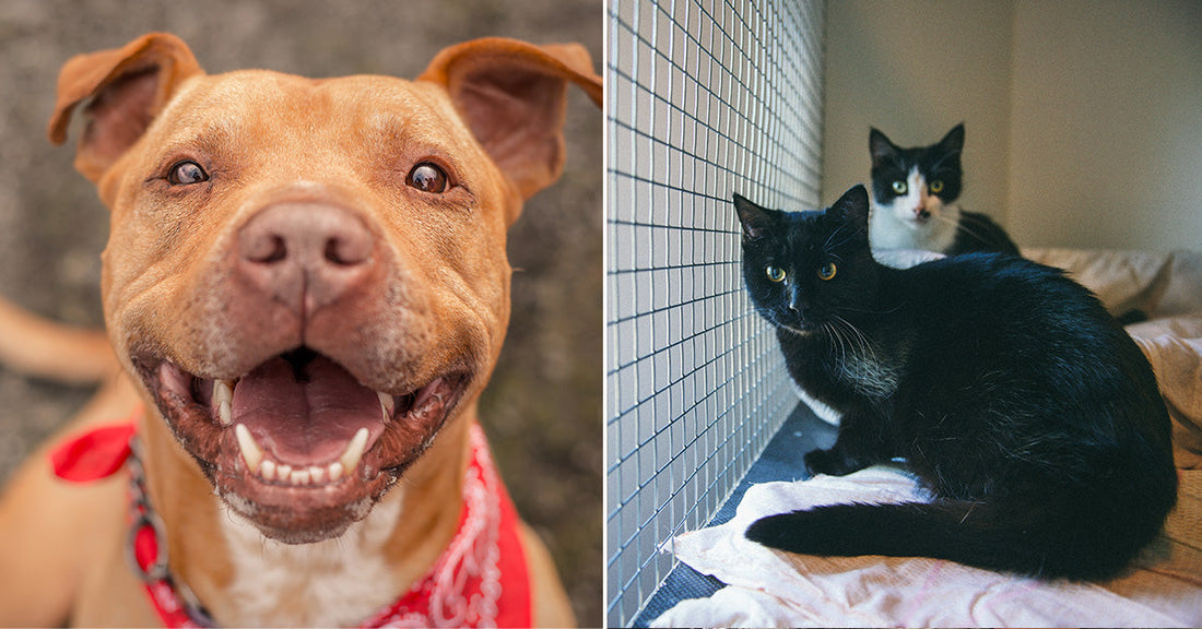 Wyoming Declared No-Kill State