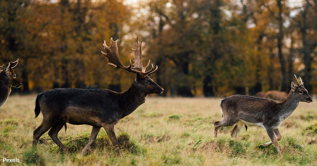 Wyoming Wildlife at Risk as Antler Poaching Surges