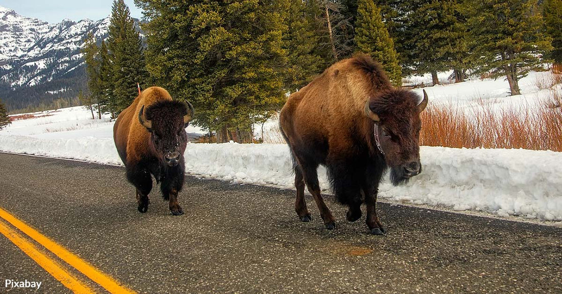 Yellowstone National Park Sanctions Hunting of Bison to Cull Diseased Herd