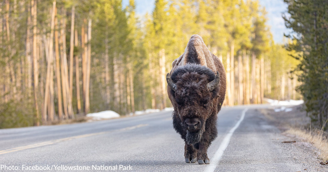 Yellowstone Bison Takes Frustration Out On Passing Vehicle