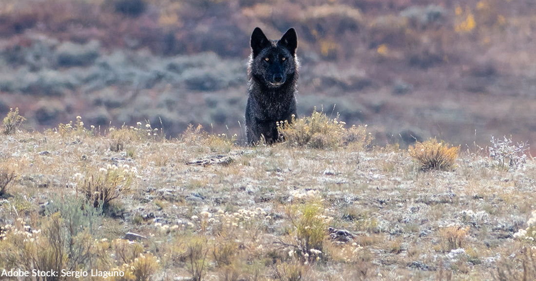 Black wolf standing alert on a sagebrush ridge in Yellowstone National Park