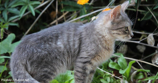 Just After a Family's Cat Passes Away, Stray Gives Birth to Kittens Who Look Just Like Her