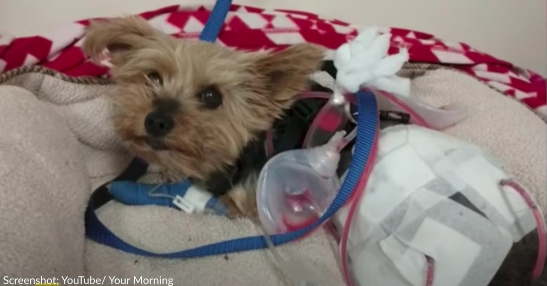 Yorkie Survives Coyote Attack While On Walk With 10-Year-Old Girl