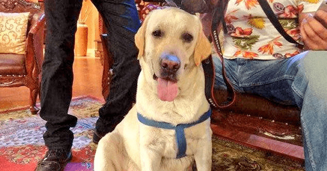 Zanjeer the Bomb Detection Dog Hero Who Saved Mumbai Lives