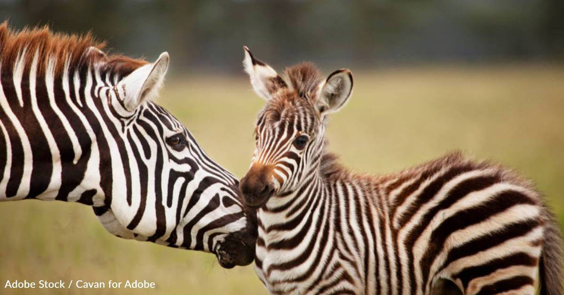 Their Ears Have a Language of Their Own, and Other Facts About Zebras