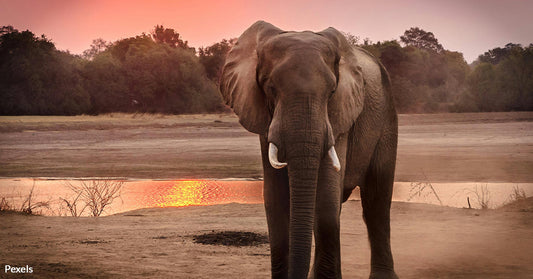 Conservationists Slam Zimbabwe’s Plan To Kill 200 Elephants as Cruel and Futile