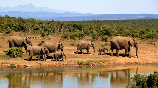 Zimbabwe’s Plan to Cull 200 Elephants Fails to Solve Hunger and Risks Extinction