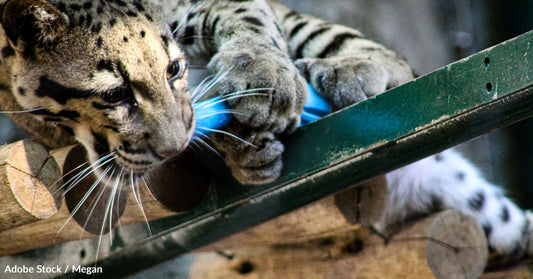 Animals at Risk: Texas Zoos Raise Awareness and Increase Protection After Recent Crimes