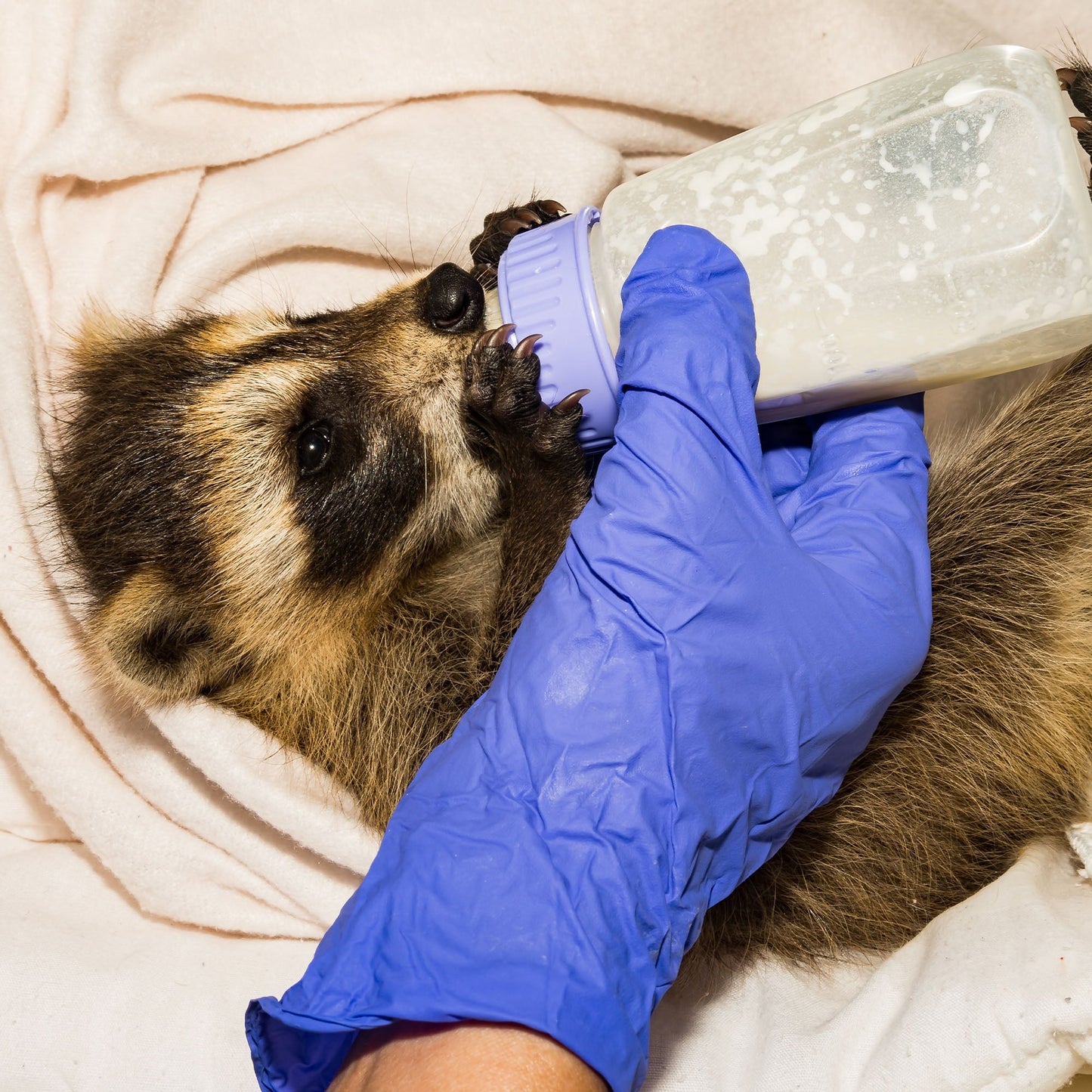 Send Life-Saving Care to Wildlife Animals