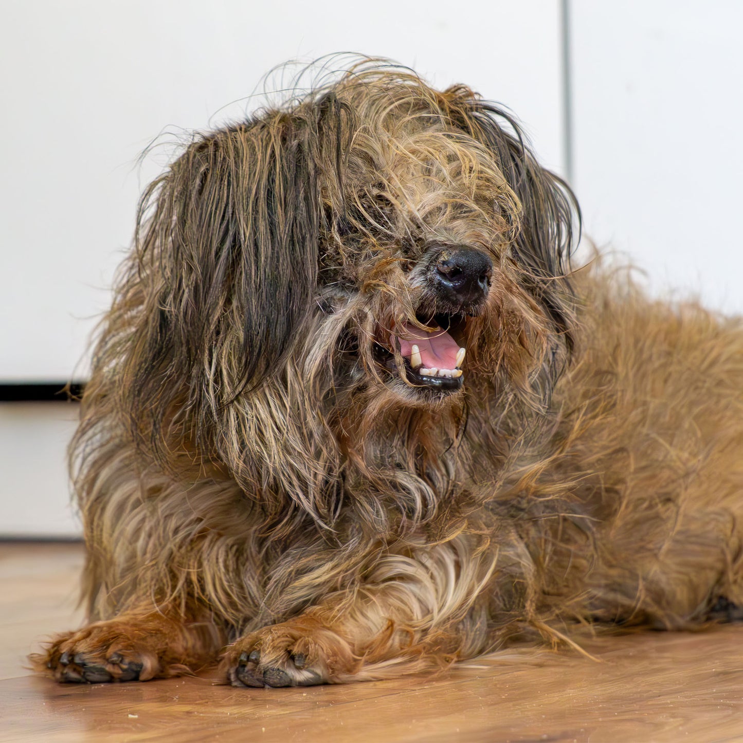 Ready For Adoption: Provide Essential Grooming Supplies to Save Pets' Lives