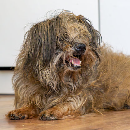 Ready For Adoption: Provide Essential Grooming Supplies to Save Pets' Lives