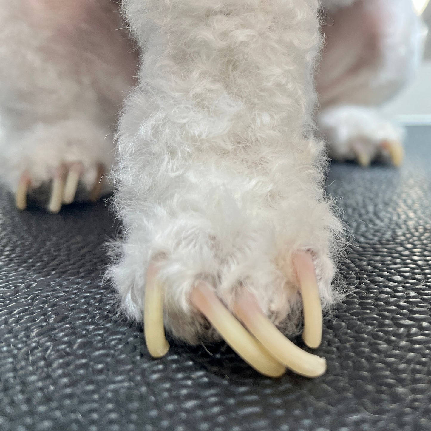 Ready For Adoption: Provide Essential Grooming Supplies to Save Pets' Lives