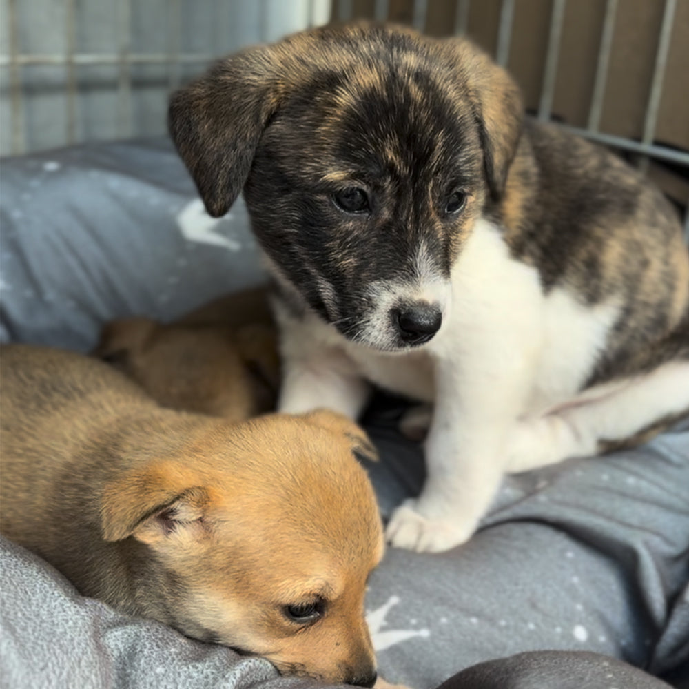 Funded: 36 Newborn Puppies Rescued from War Zone Need Care