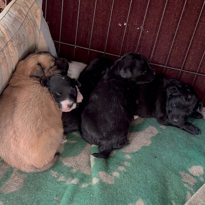 Funded: 36 Newborn Puppies Rescued from War Zone Need Care