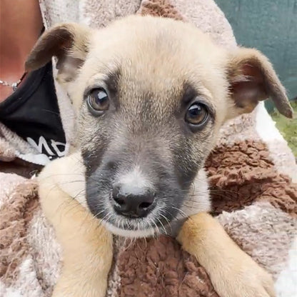 Funded: 36 Newborn Puppies Rescued from War Zone Need Care