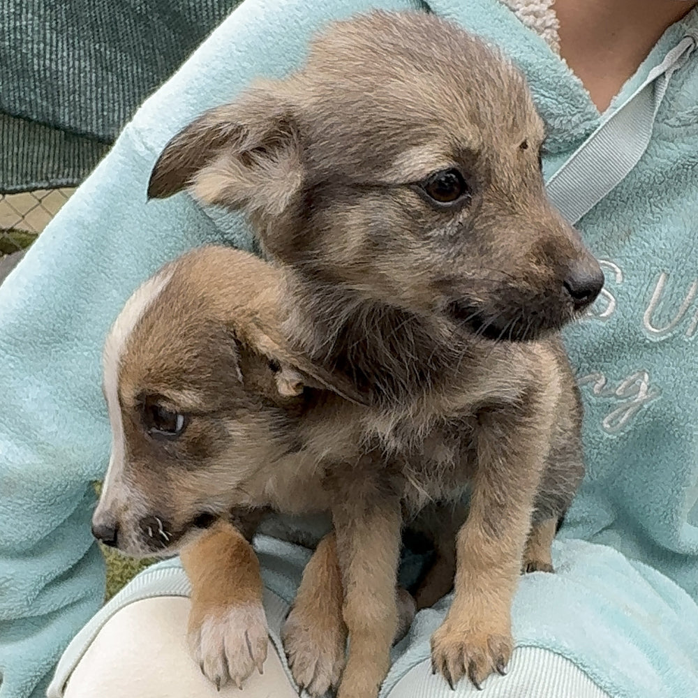 Funded: 36 Newborn Puppies Rescued from War Zone Need Care