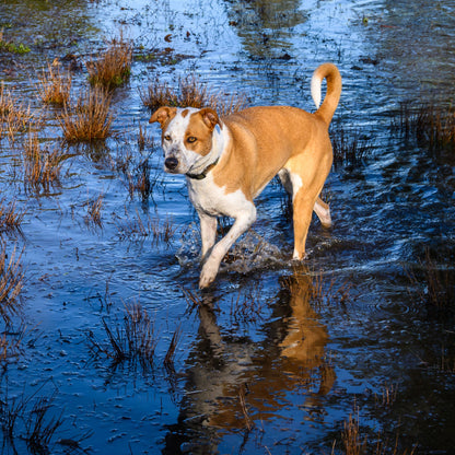 People & Pets Across Midwest Devastated By Record Flooding