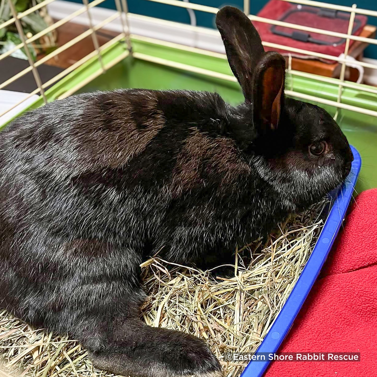Send Lifesaving Supplies to Rescue Bunnies