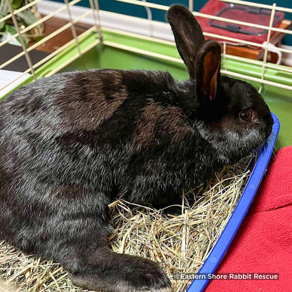 Send Lifesaving Supplies to Rescue Bunnies