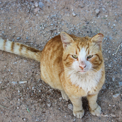 Ready For Adoption: Provide Essential Grooming Supplies to Save Pets' Lives