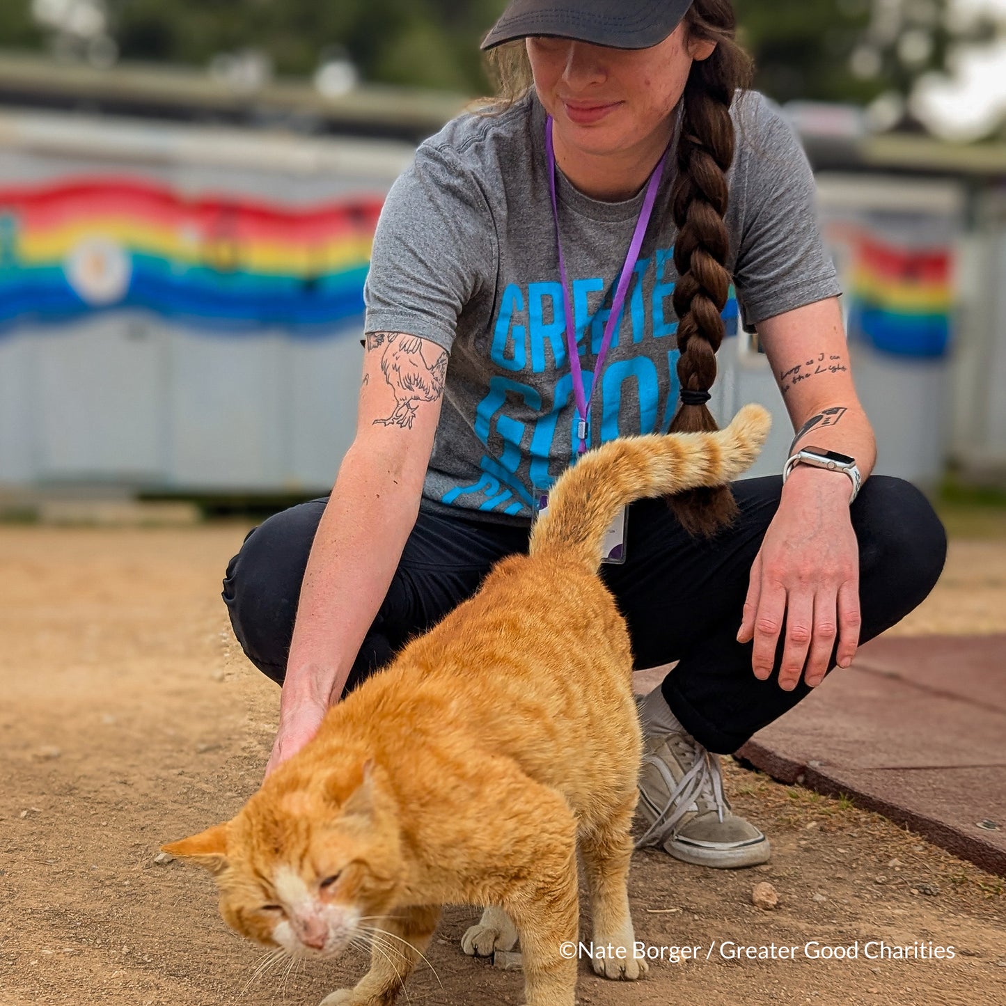Protect Vulnerable Cats From Extreme Heat