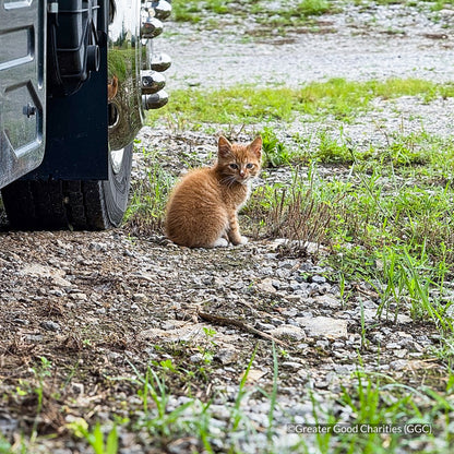 Protect Vulnerable Cats From Extreme Heat