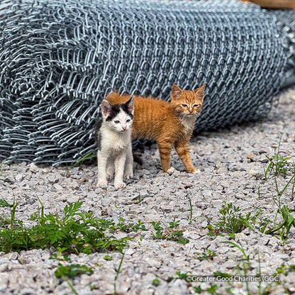 Protect Vulnerable Cats From Extreme Heat