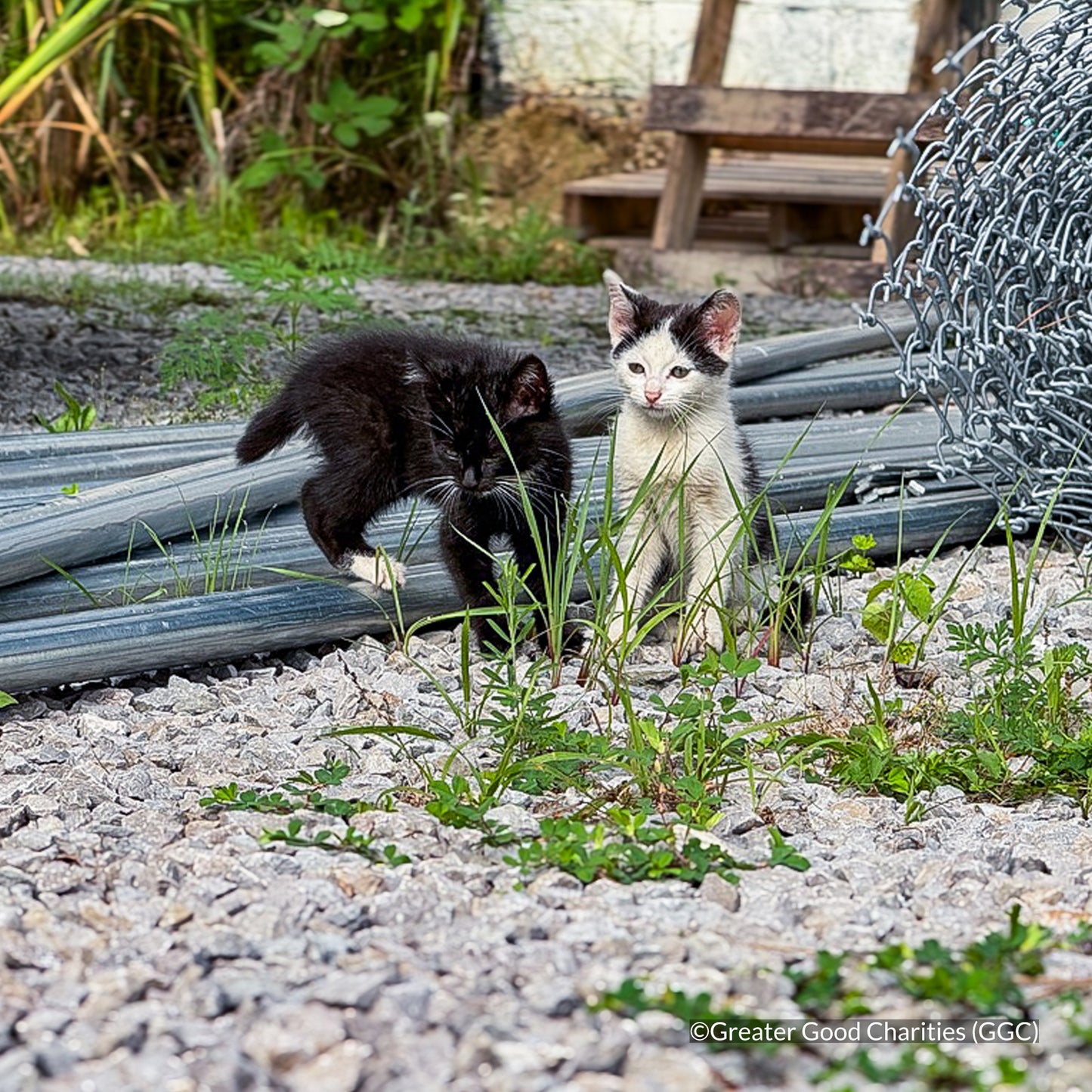 Protect Vulnerable Cats From Extreme Heat