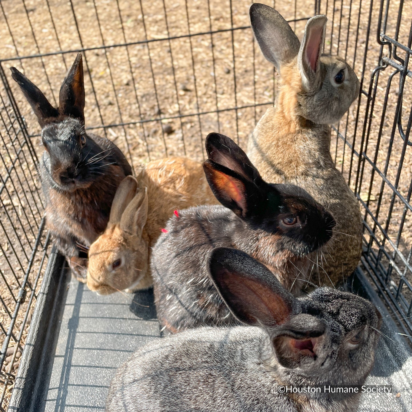 Send Lifesaving Supplies to Rescue Bunnies