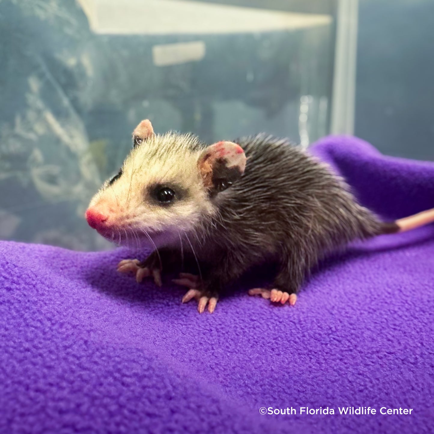 Help Provide Lifesaving Care to Orphaned and Injured Baby Wildlife