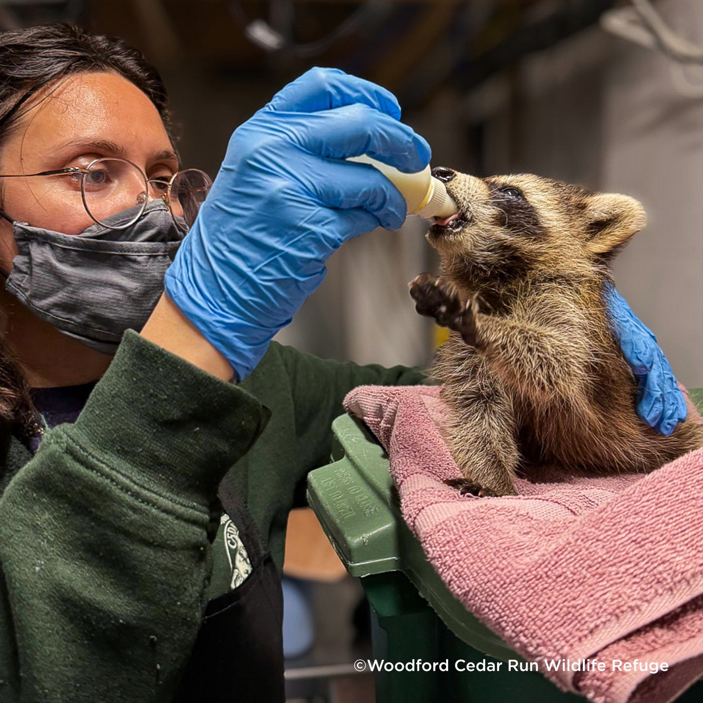Help Provide Lifesaving Care to Orphaned and Injured Baby Wildlife