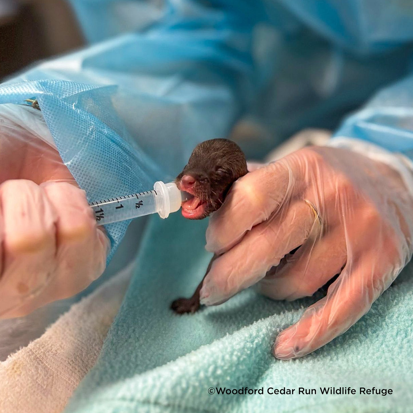 Help Provide Lifesaving Care to Orphaned and Injured Baby Wildlife
