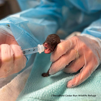 Help Provide Lifesaving Care to Orphaned and Injured Baby Wildlife