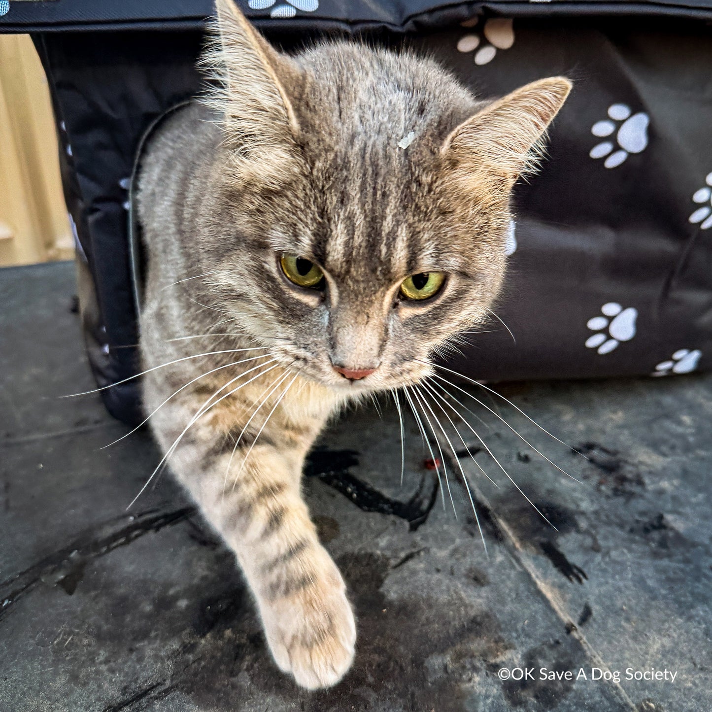 Give Shelter & Supplies to Stray Cats Living in Harsh Conditions