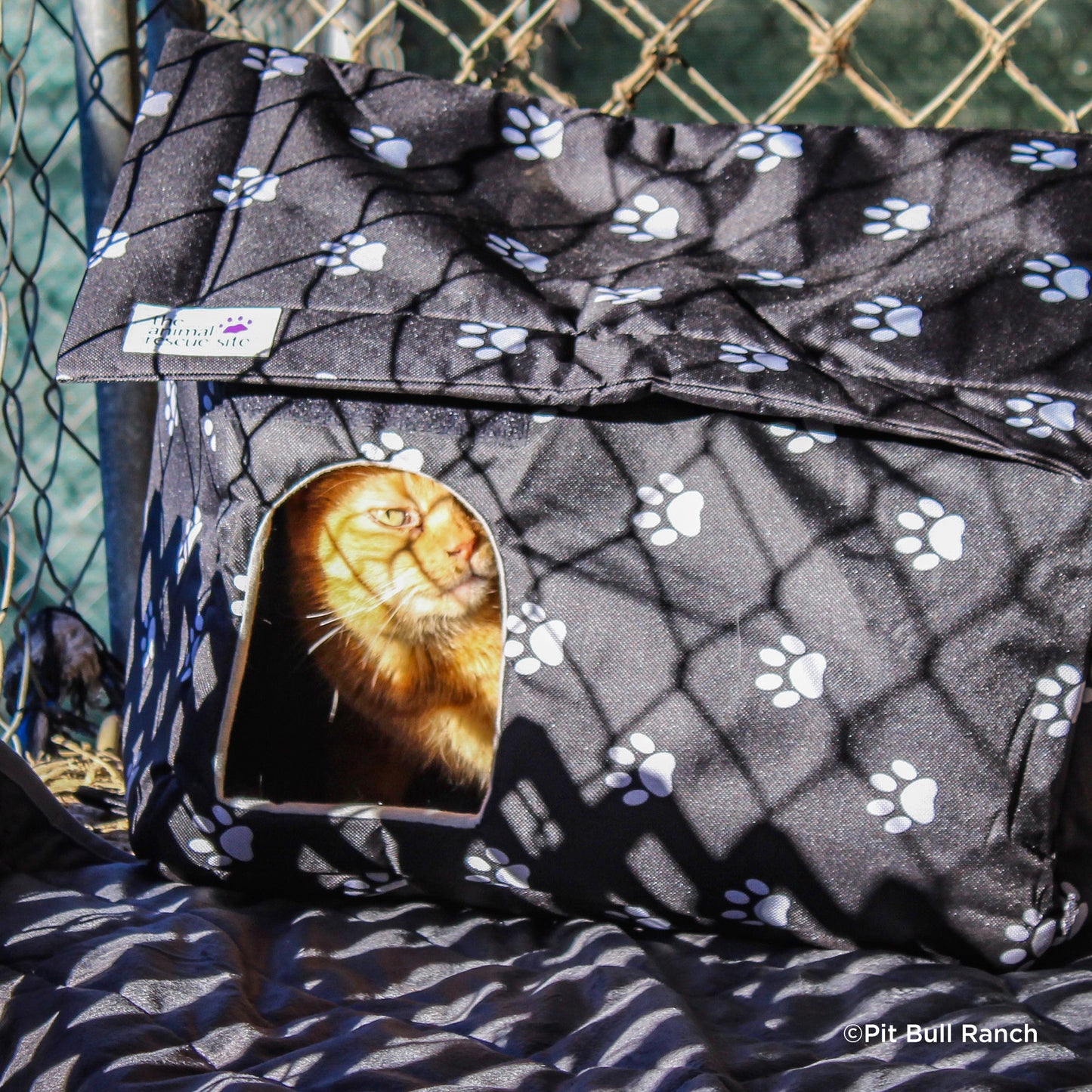 Protect Vulnerable Cats From Extreme Heat